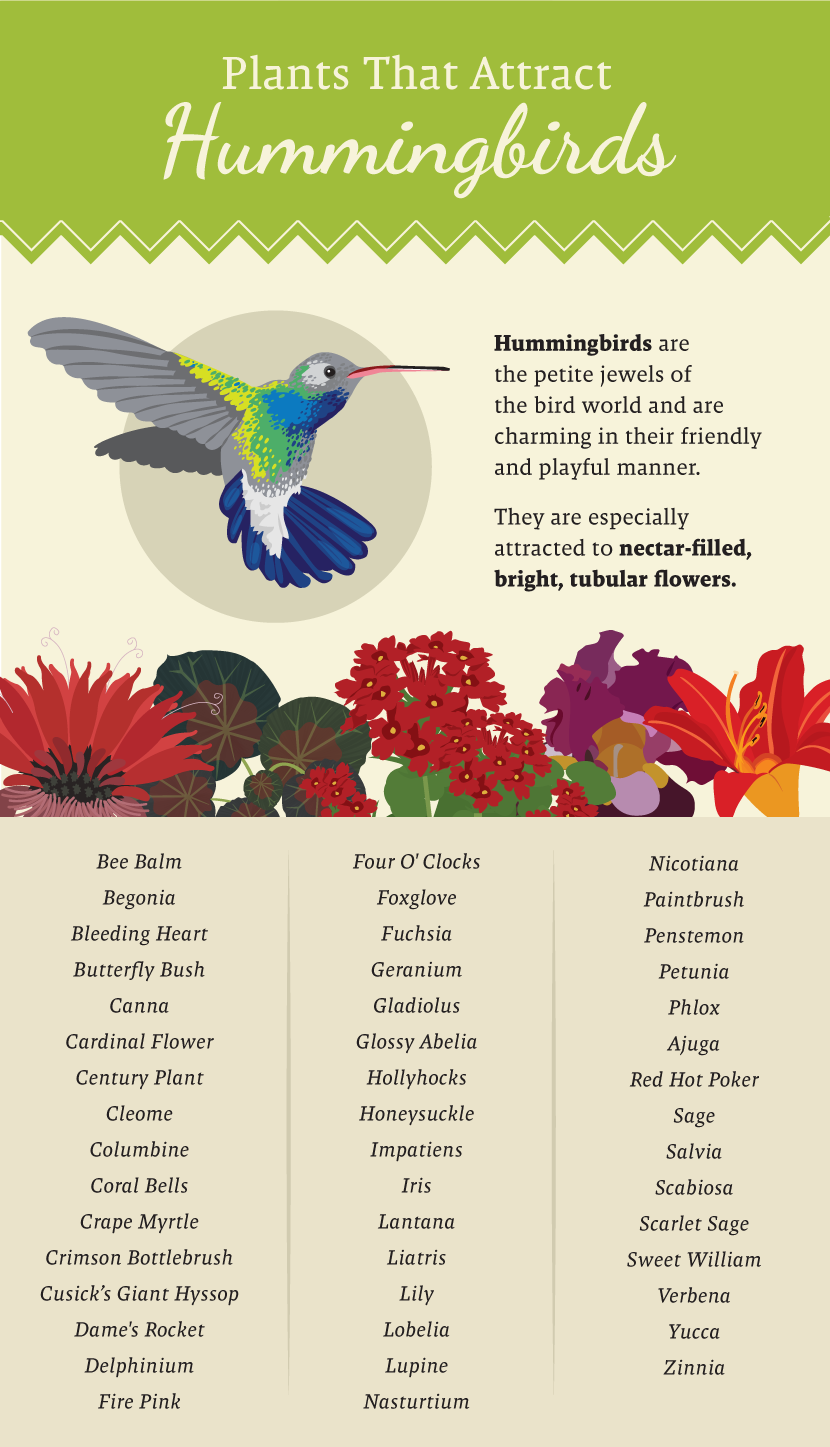 Plants That Attract Hummingbirds - Plant a Pollinator-Friendly Garden