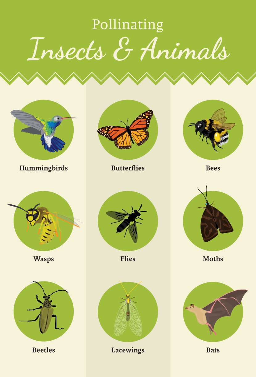 Pollinating Insects and Animals - Plant a Pollinator-Friendly Garden