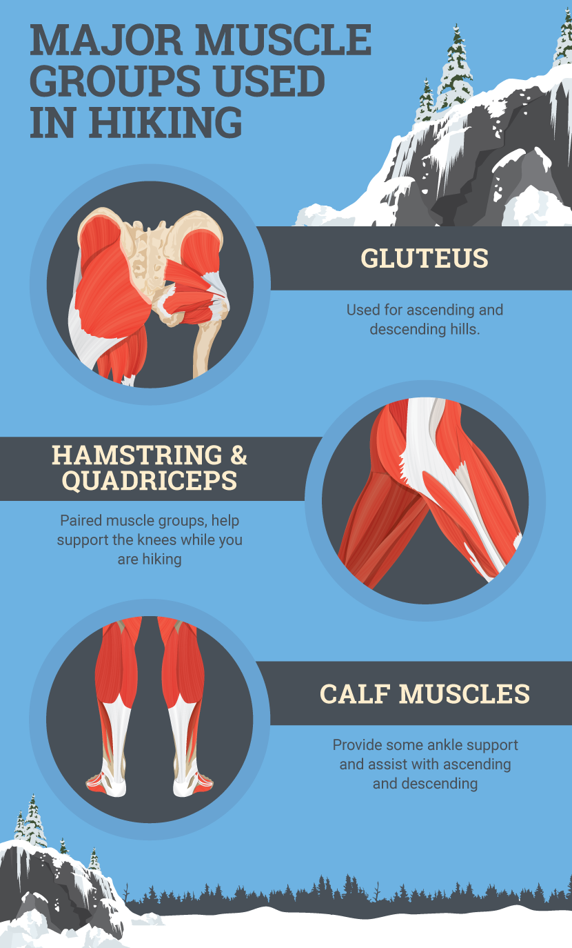 Muscle Groups Used in Hiking - Train For Any Hike